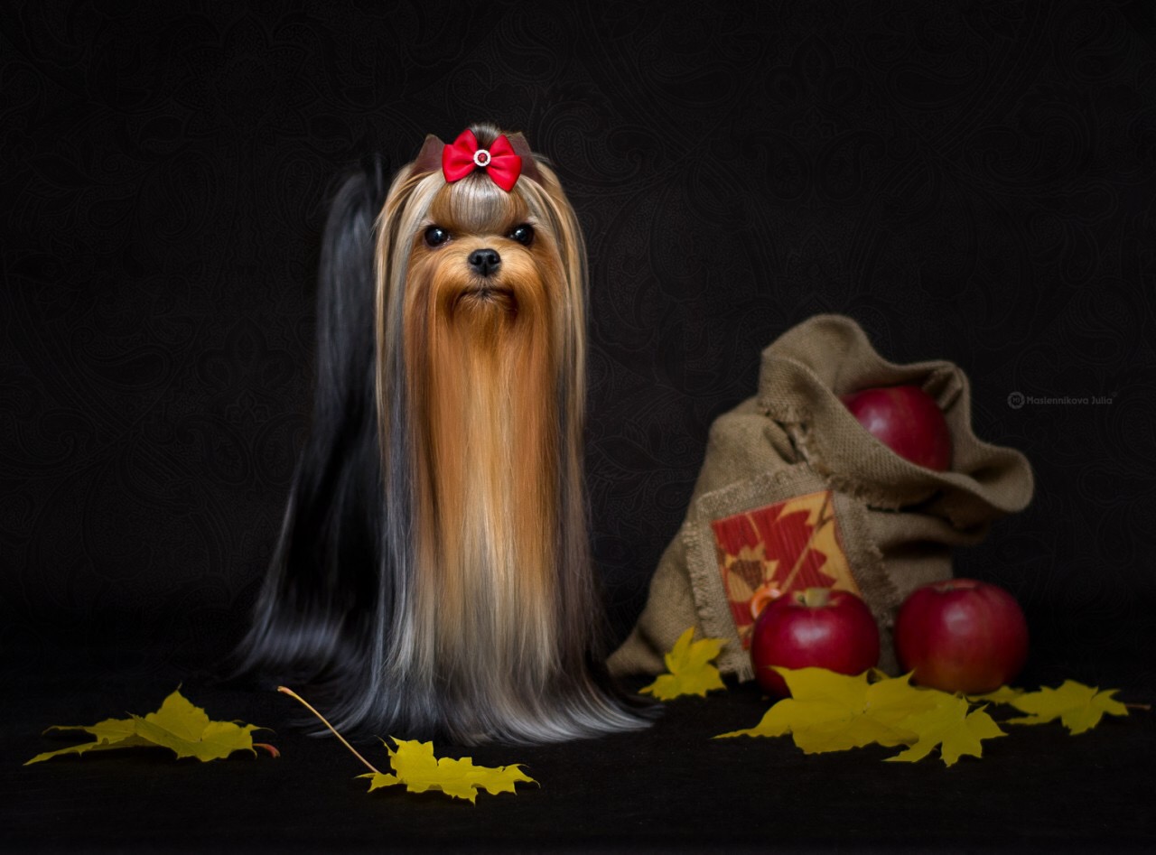  ROYAL BOUTIQUE TIFFANY JULIANS &mdash; Labaza DogPedigree YorkshireTerrier