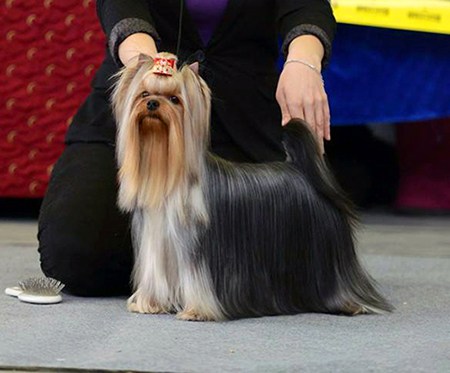 Vole'T Shou Vole'T Shou Ferrari Laferrari &mdash; Labaza DogPedigree YorkshireTerrier