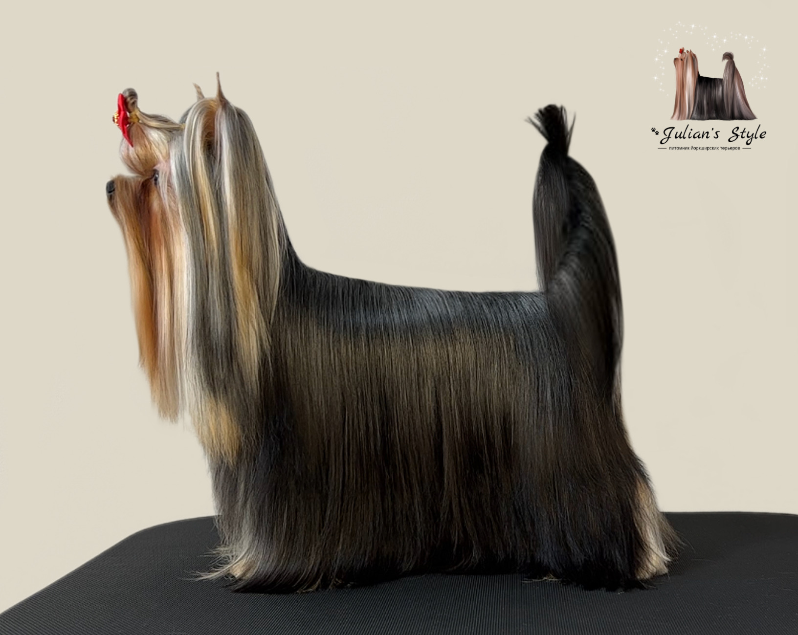 Julian’s Style JULIAN'S STYLE JET SET &mdash; Labaza DogPedigree YorkshireTerrier