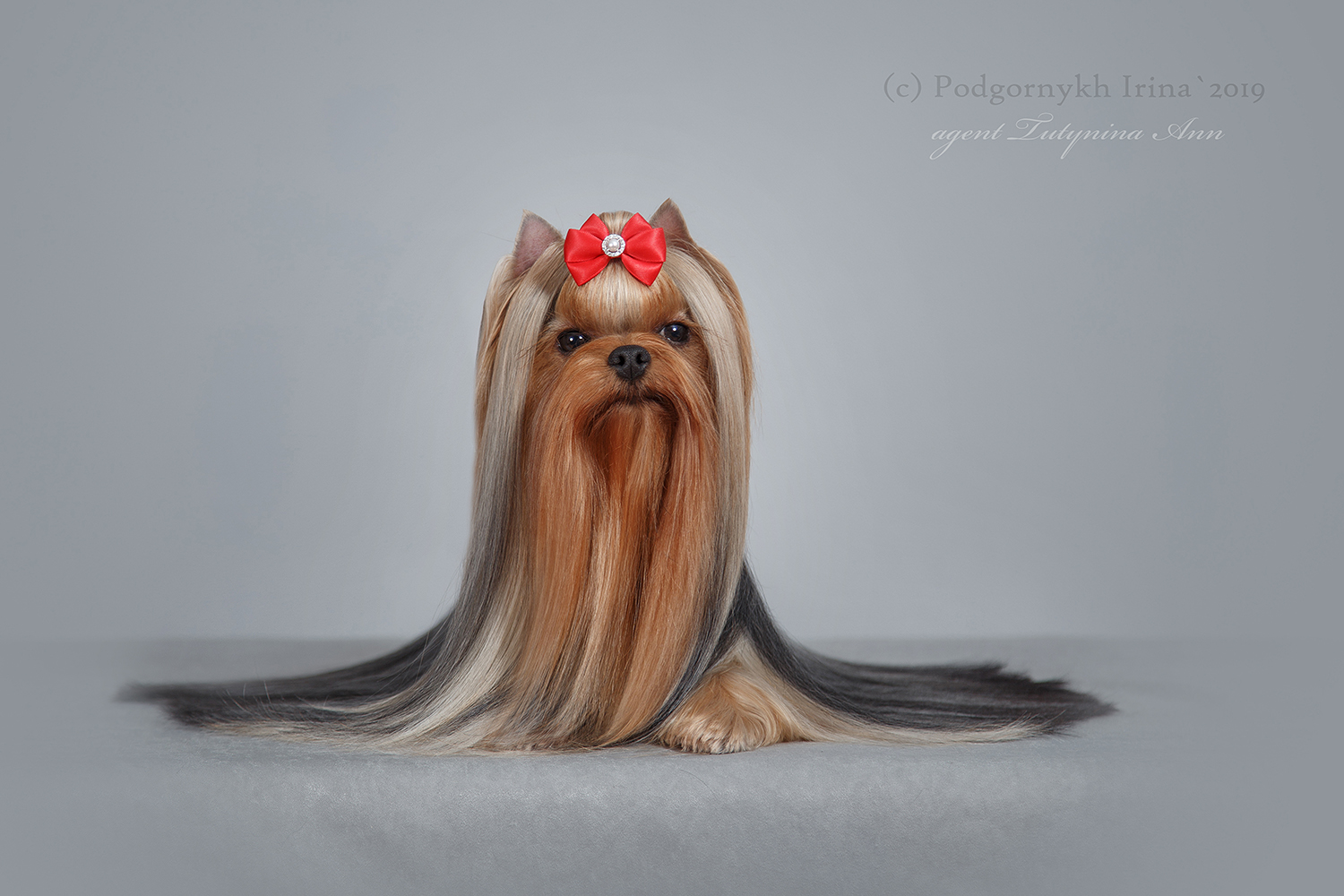 STREET FLASH STREET FLASH GEISHA &mdash; Labaza DogPedigree YorkshireTerrier