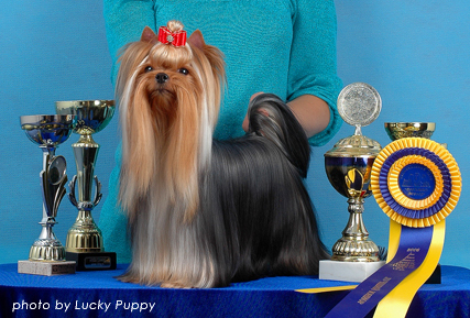 Vole'T Shou Vole'T Shou Murzilka International &mdash; Labaza DogPedigree YorkshireTerrier
