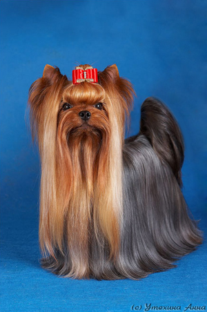 Vole'T Shou VOLE'T SHOU FLASH IN THE NIGHT &mdash; Labaza DogPedigree YorkshireTerrier