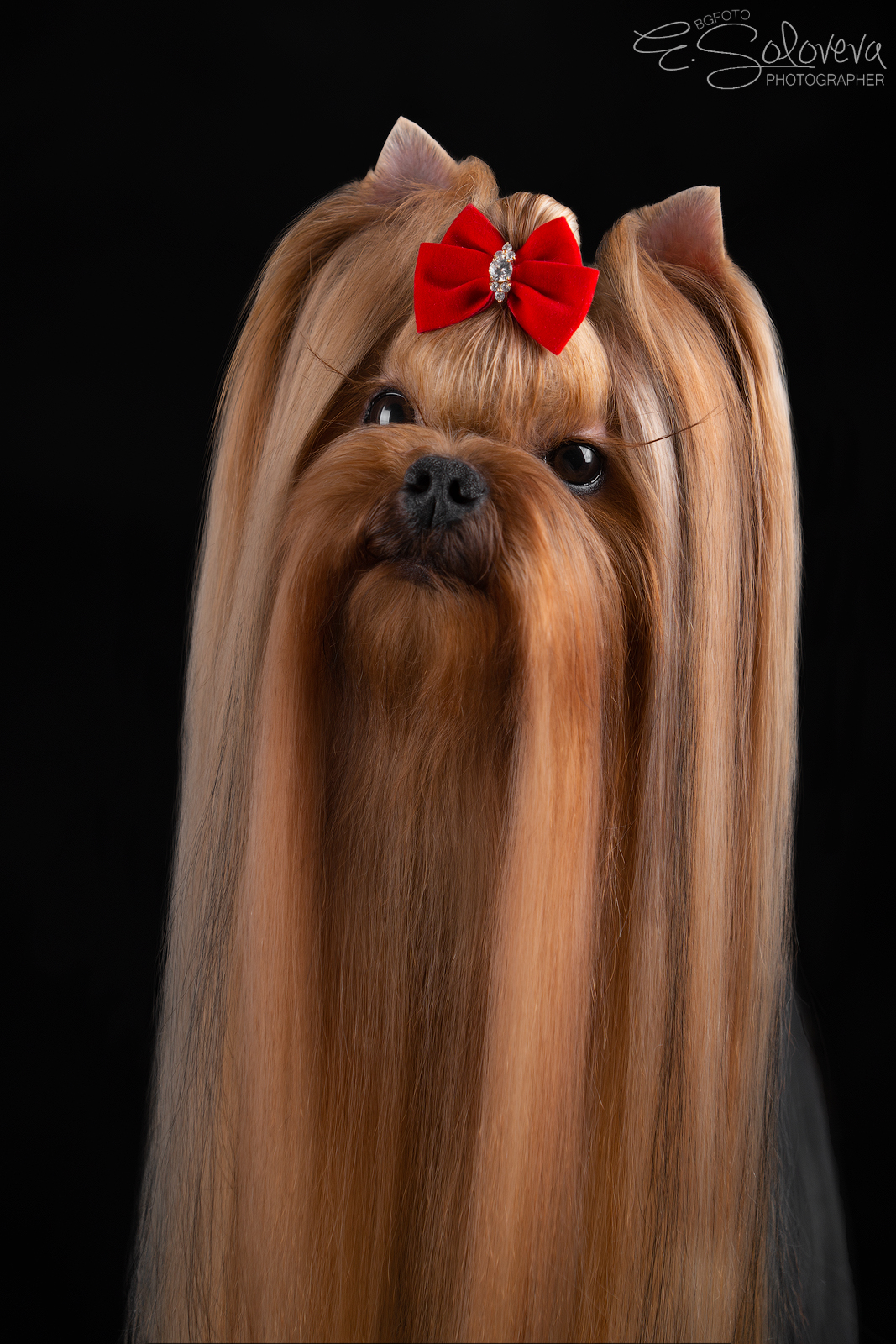 DEANJE DEANJE VALUABLE BABY &mdash; Labaza DogPedigree YorkshireTerrier