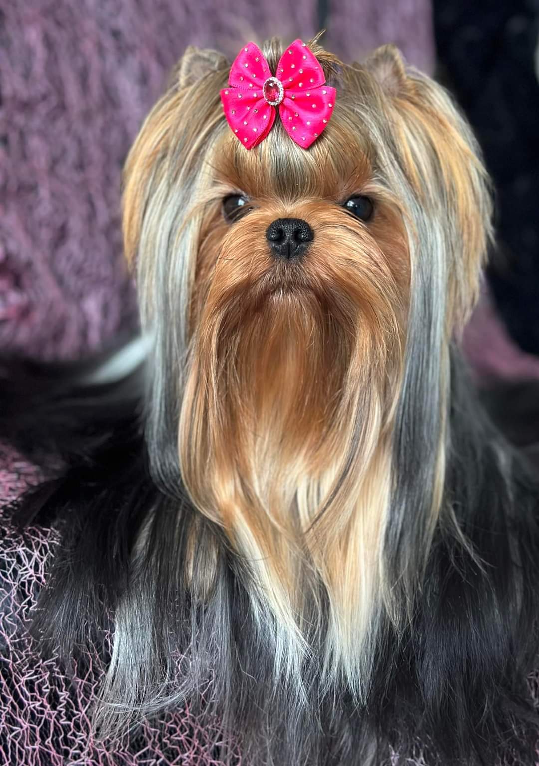 Wellary Wellary Bombitta &mdash; Labaza DogPedigree YorkshireTerrier