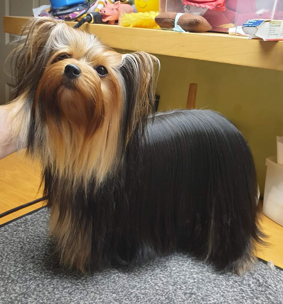 Zue Doggy-Booms Zue Doggy-Booms Zippy Hot Fairy &mdash; Labaza DogPedigree YorkshireTerrier