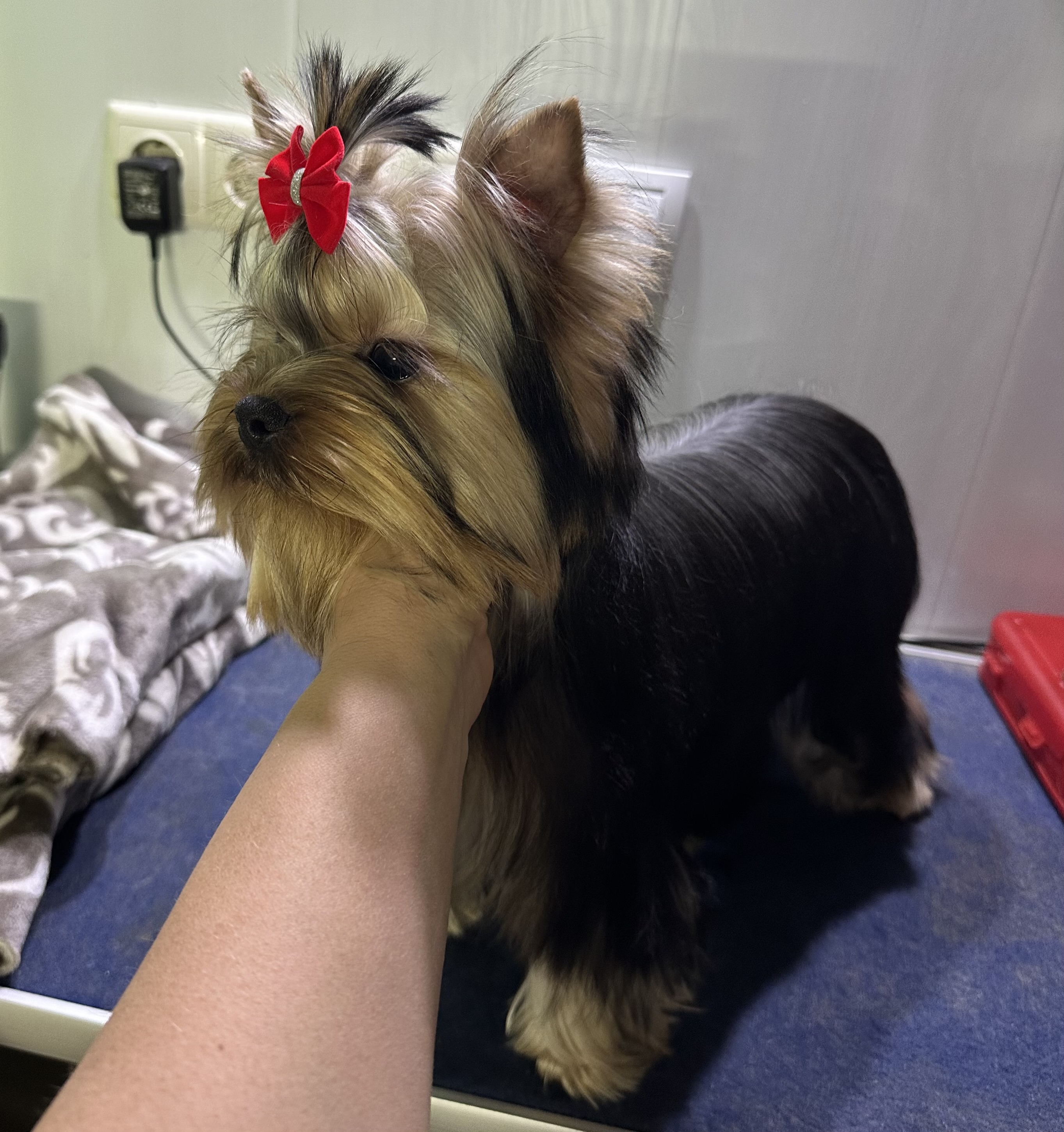 Borneo Sharm De Lux &mdash; Labaza DogPedigree YorkshireTerrier