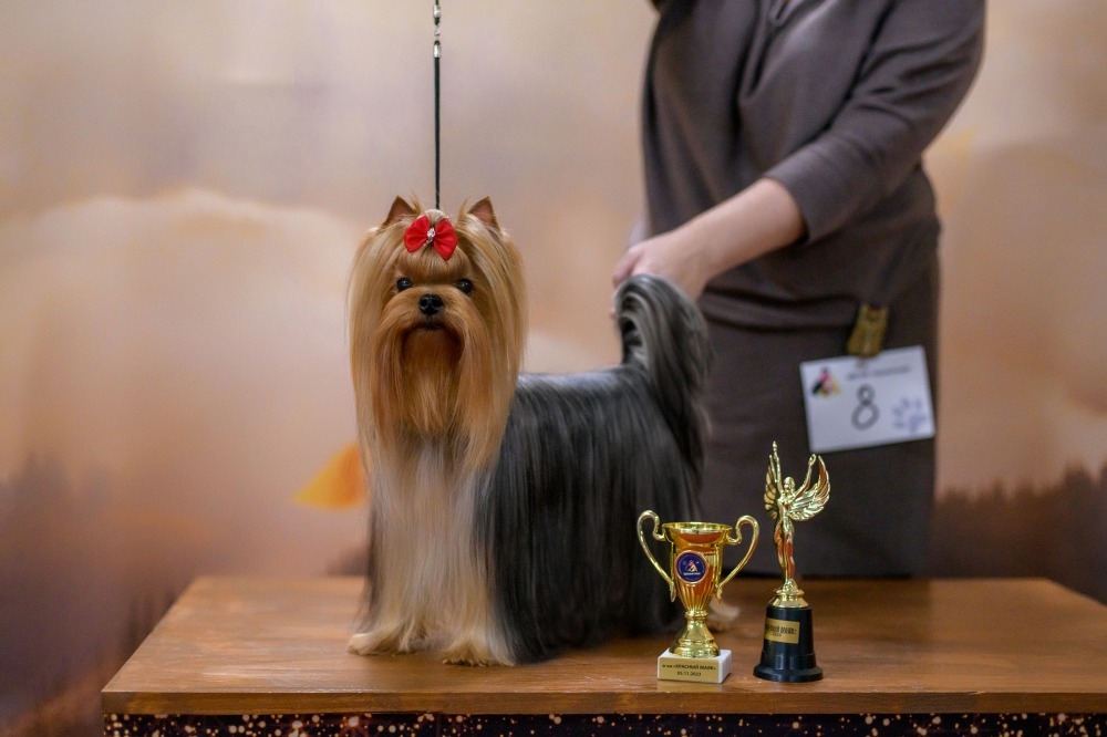 ALMAZ AMULER FOR GOOD LUCK &mdash; Labaza DogPedigree YorkshireTerrier