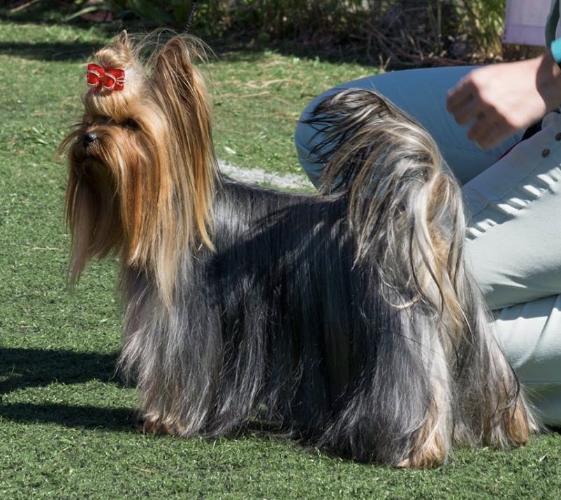 Silver flame SILVER FLAME DOUBLE FLASH &mdash; Labaza DogPedigree YorkshireTerrier