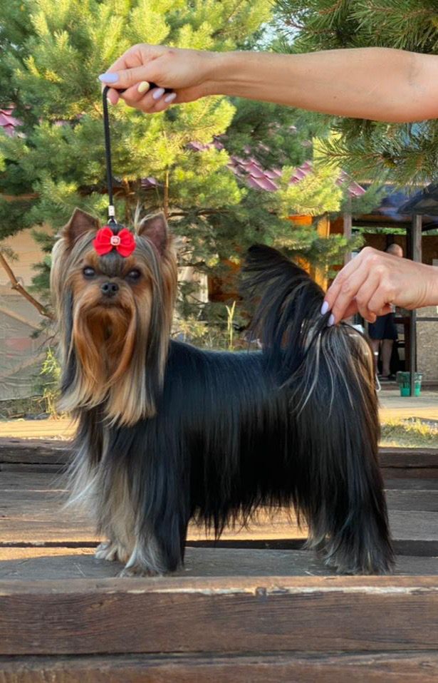 Wellary WELLARY ALEXANDRINA &mdash; Labaza DogPedigree YorkshireTerrier