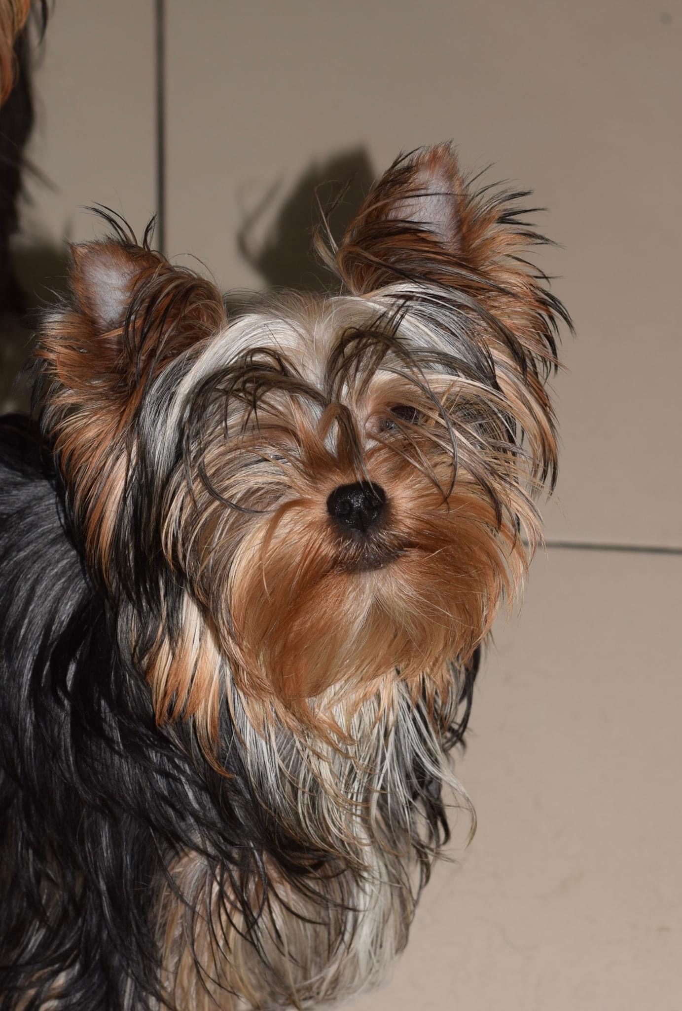 Brics Sharm De Lux &mdash; Labaza DogPedigree YorkshireTerrier