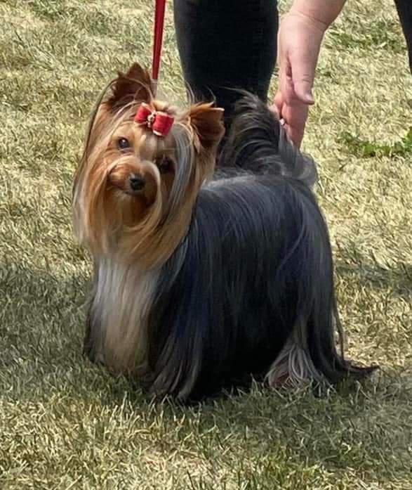 Zue Doggy-Booms Zue Doggy-Booms Blingy Hot Bubbles &mdash; Labaza DogPedigree YorkshireTerrier