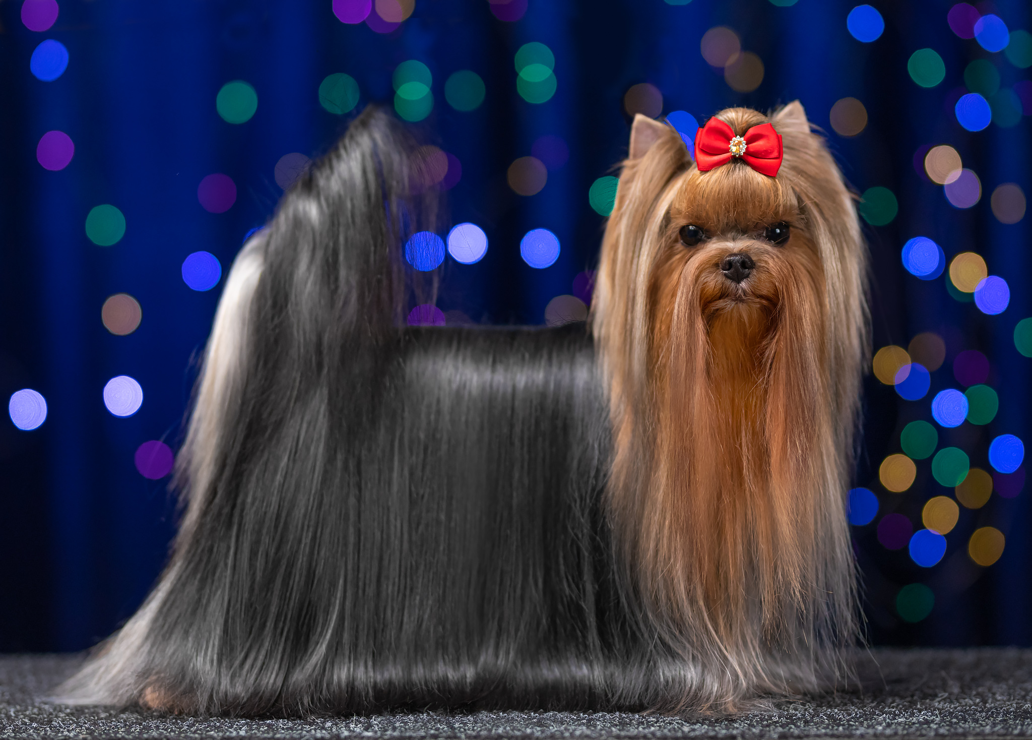 BRIMMER BRIMMER VERY SPESIAL &mdash; Labaza DogPedigree YorkshireTerrier