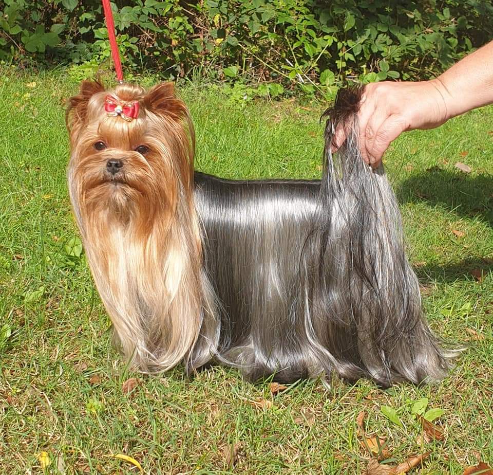 Zue Doggy-Booms Zue Doggy-Booms Pearly Hot Baubles &mdash; Labaza DogPedigree YorkshireTerrier