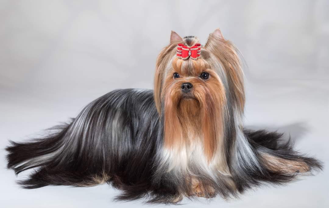 Primavera Incanta Primavera Incanta Amo Tiare &mdash; Labaza DogPedigree YorkshireTerrier