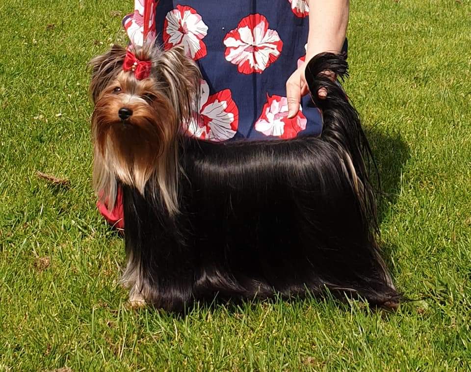 Zue Doggy-Booms Zue Doggy-Booms Queen Of Fairyland &mdash; Labaza DogPedigree YorkshireTerrier