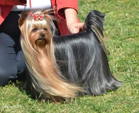 Zue Doggy-Booms Zue Doggy-Booms Le Livre D'Histoire &mdash; Labaza DogPedigree YorkshireTerrier