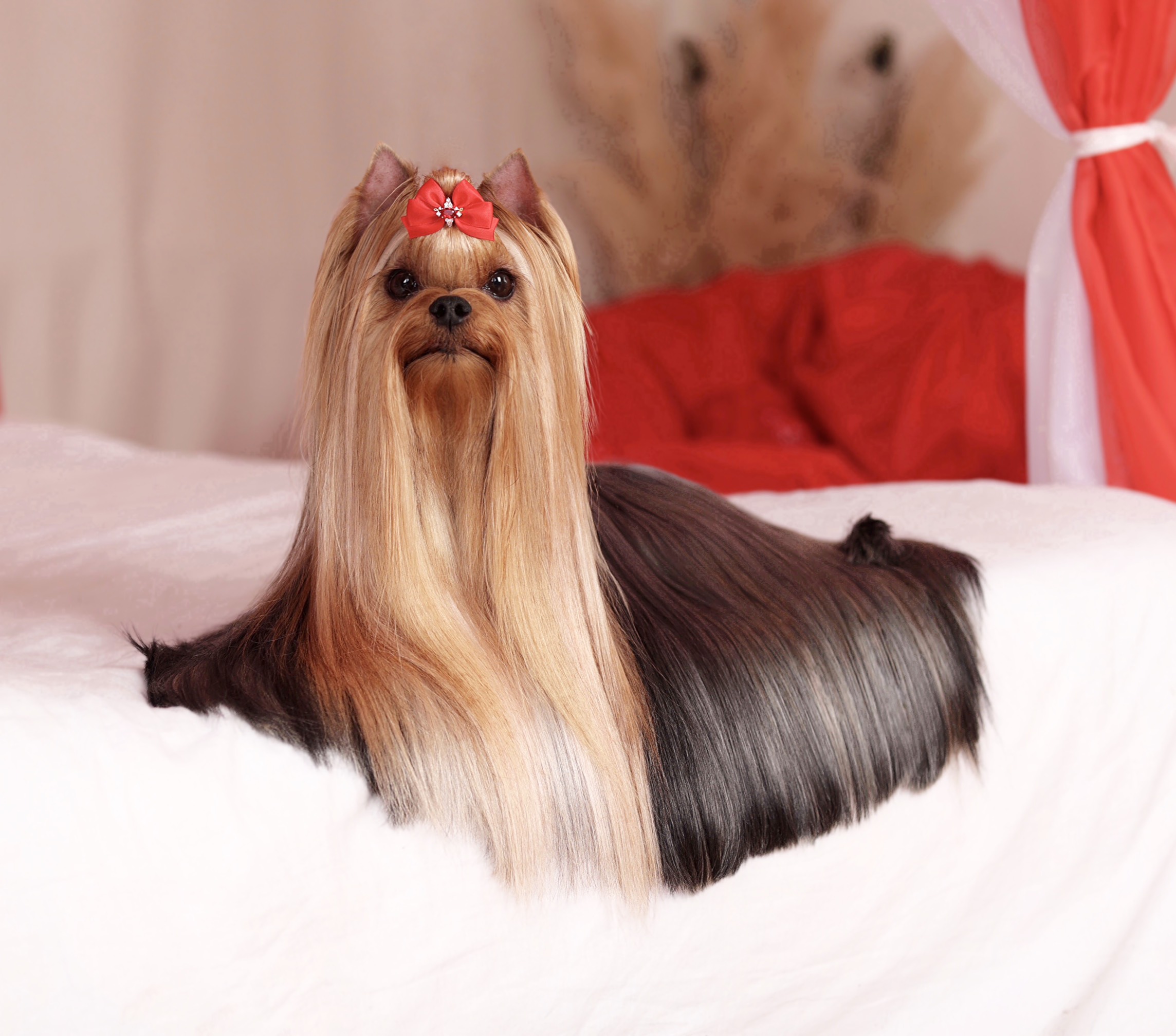 LIFE IMAGE HEMSVORD ROCK N ROLL &mdash; Labaza DogPedigree YorkshireTerrier