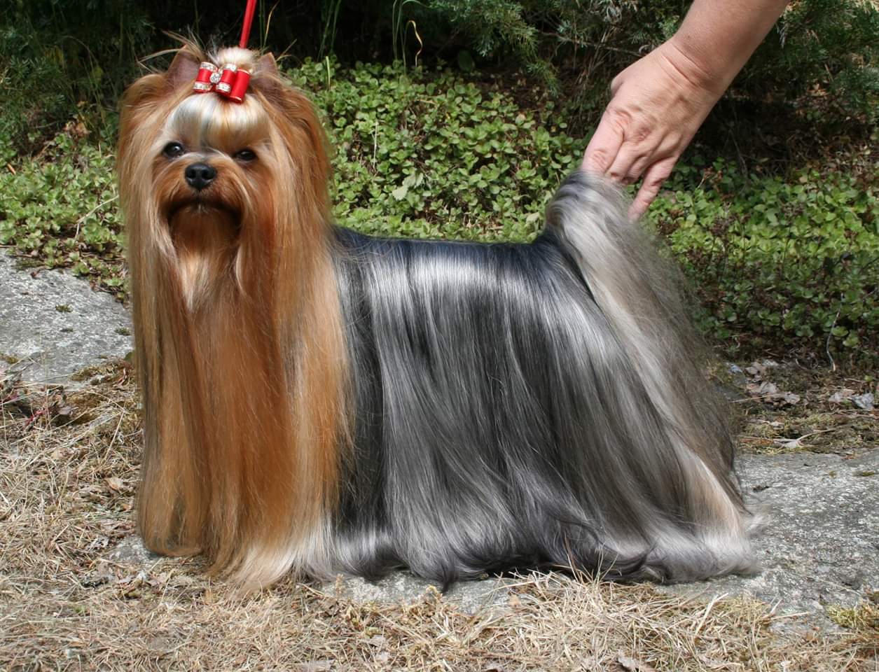  VIVE LA FRANCE DU GUE DE L'ADOUR &mdash; Labaza DogPedigree YorkshireTerrier