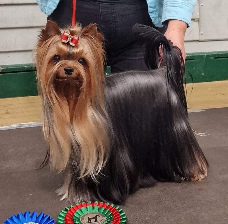 Elegant Baubles Elegant Baubles Double Blu By-You &mdash; Labaza DogPedigree YorkshireTerrier