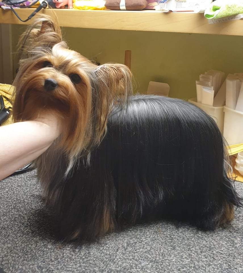 Zue Doggy-Booms Zue Doggy-Booms Zippy Tiny N'Joyful &mdash; Labaza DogPedigree YorkshireTerrier