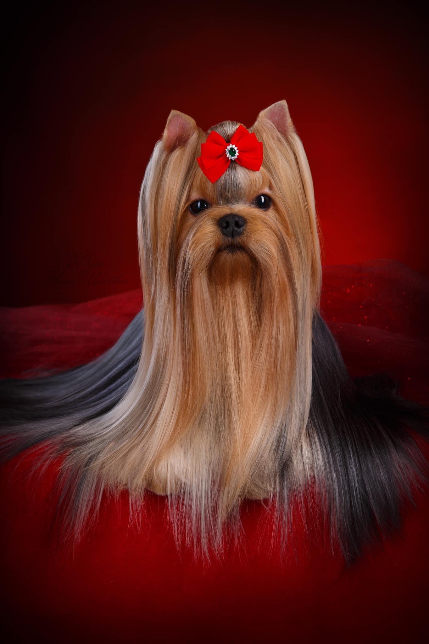 DEANJE DEANJE REAL DEZIRE &mdash; Labaza DogPedigree YorkshireTerrier