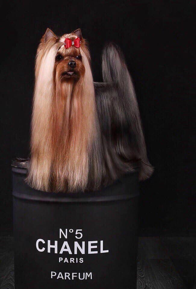 Royal Boutique ROYAL BOUTIQUE ARAMIS &mdash; Labaza DogPedigree YorkshireTerrier