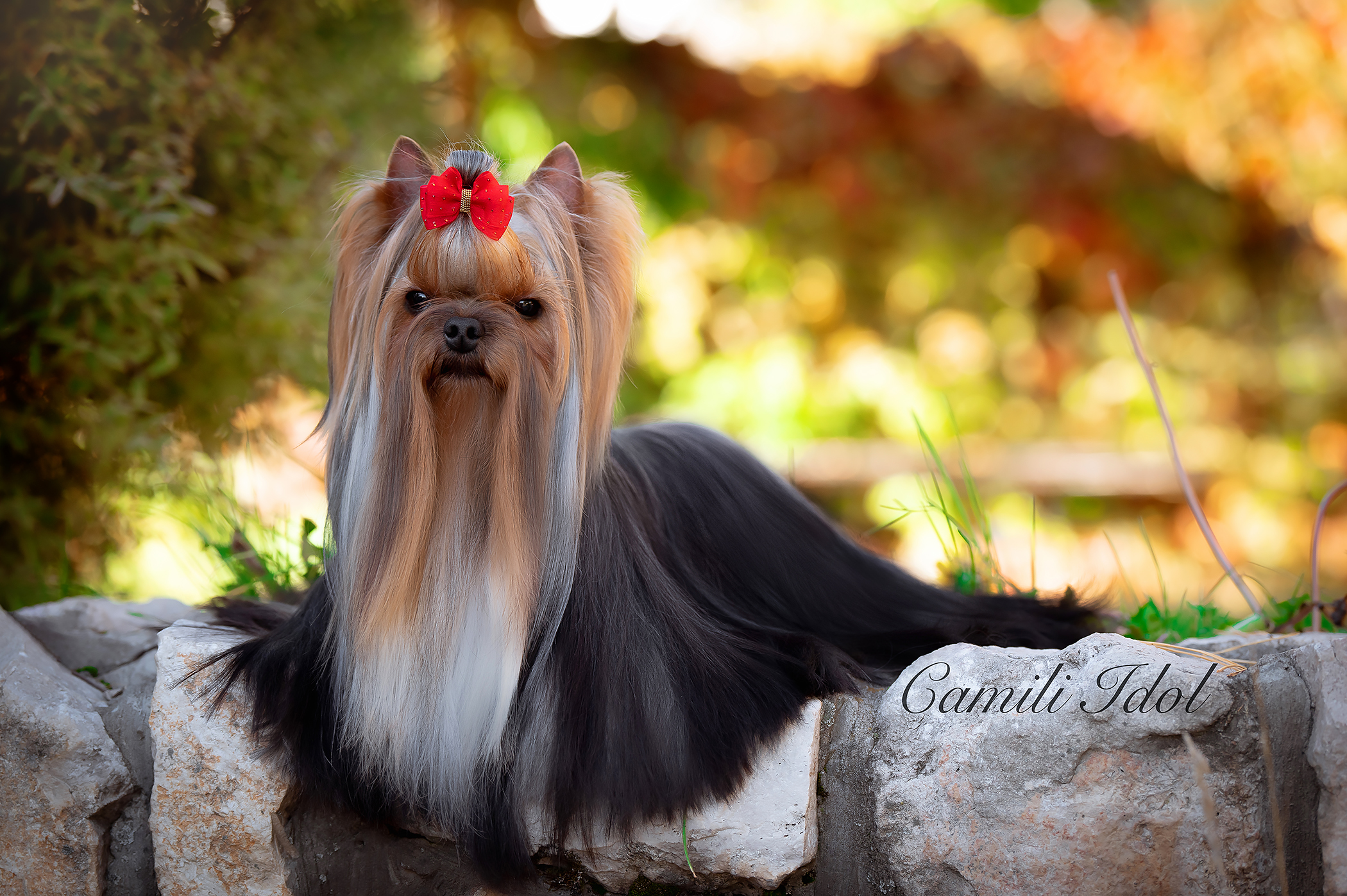 Camili Camili Idol &mdash; Labaza DogPedigree YorkshireTerrier