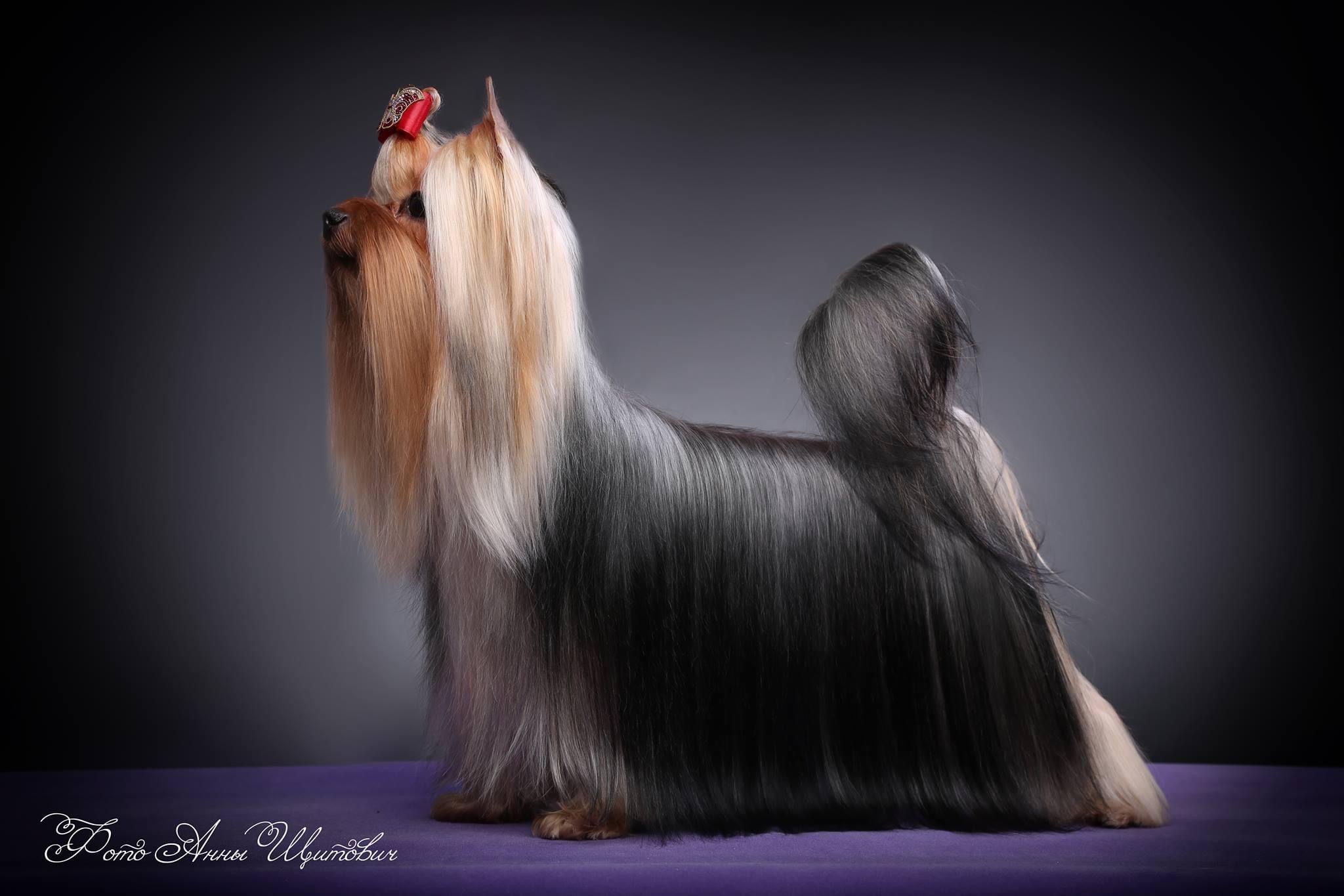 DEANJE DEANJE CELEBRATING CHRISTMAS &mdash; Labaza DogPedigree YorkshireTerrier
