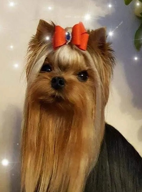  PARADISE COLLECTION FOX MULDER &mdash; Labaza DogPedigree YorkshireTerrier