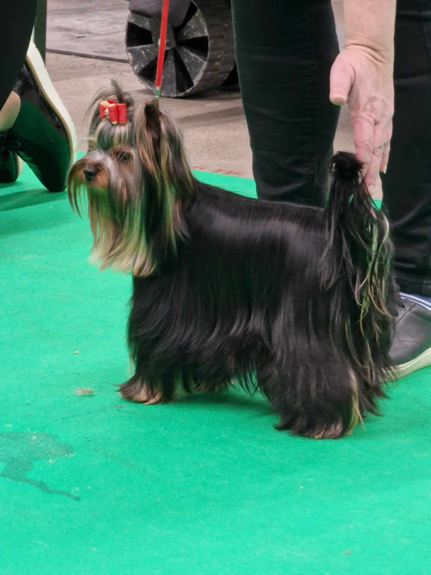 Zue Doggy-Booms Zue Doggy-Booms Dazzling Hot Smile &mdash; Labaza DogPedigree YorkshireTerrier