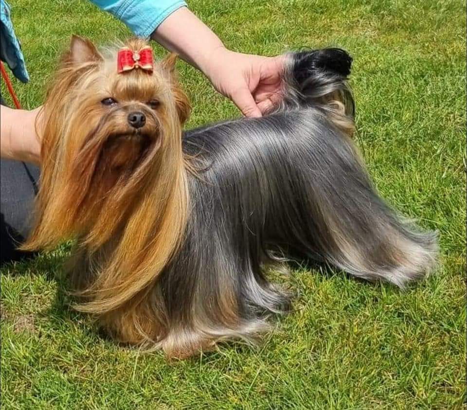Zue Doggy-Booms Zue Doggy-Booms Rare Style Of Lux &mdash; Labaza DogPedigree YorkshireTerrier
