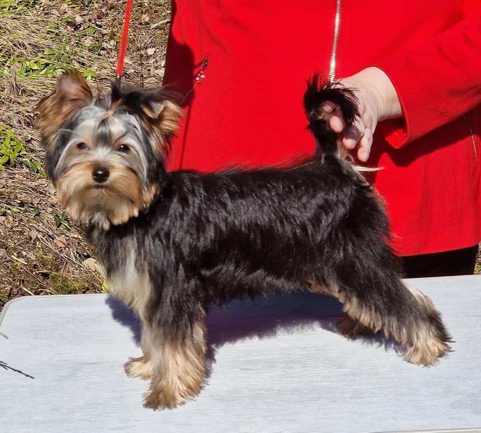 Zue Doggy-Booms Zue Doggy-Booms Elf Of Bells &mdash; Labaza DogPedigree YorkshireTerrier