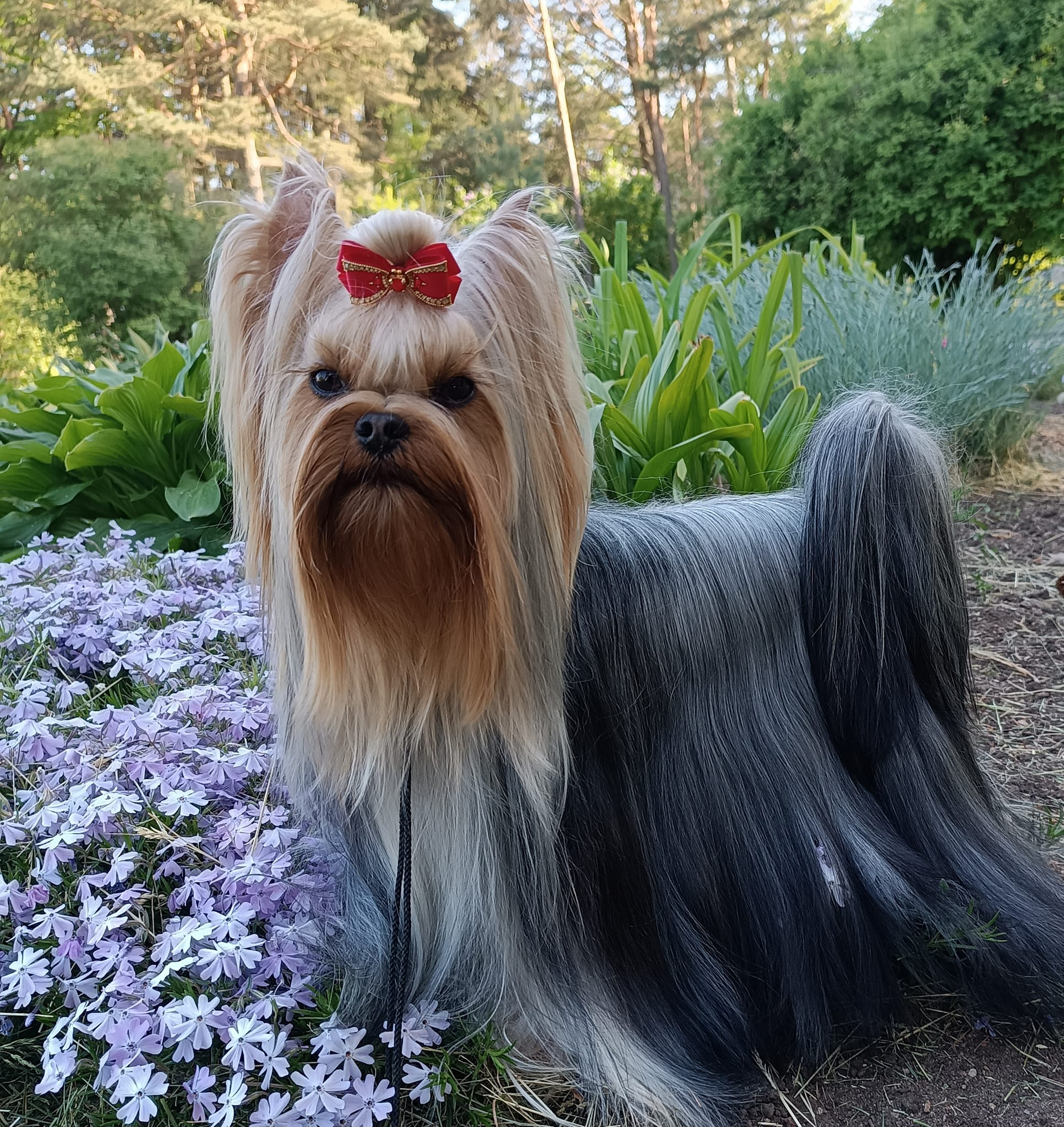 Sea Peapl Family Jevel &mdash; Labaza DogPedigree YorkshireTerrier