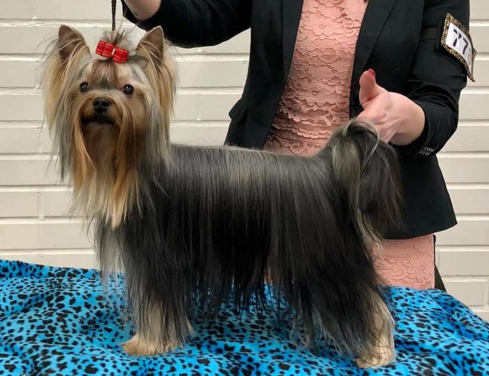 DEANJE DEANJE GRACE PARADICE &mdash; Labaza DogPedigree YorkshireTerrier