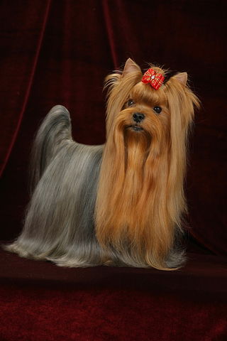 BRILLIANT ELIZAVETY KROKHOTNY KRISTALL &mdash; Labaza DogPedigree YorkshireTerrier