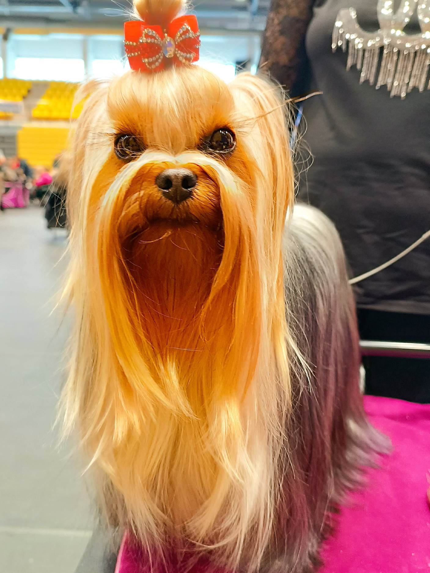 Sea Peapl Francesco &mdash; Labaza DogPedigree YorkshireTerrier