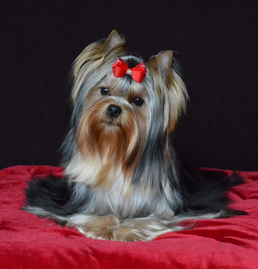  MOY IDEAL BEL'CANTO VICTORY &mdash; Labaza DogPedigree YorkshireTerrier