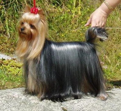 Zue Doggy-Booms Zue Doggy-Booms Ritzy N'Joyful &mdash; Labaza DogPedigree YorkshireTerrier