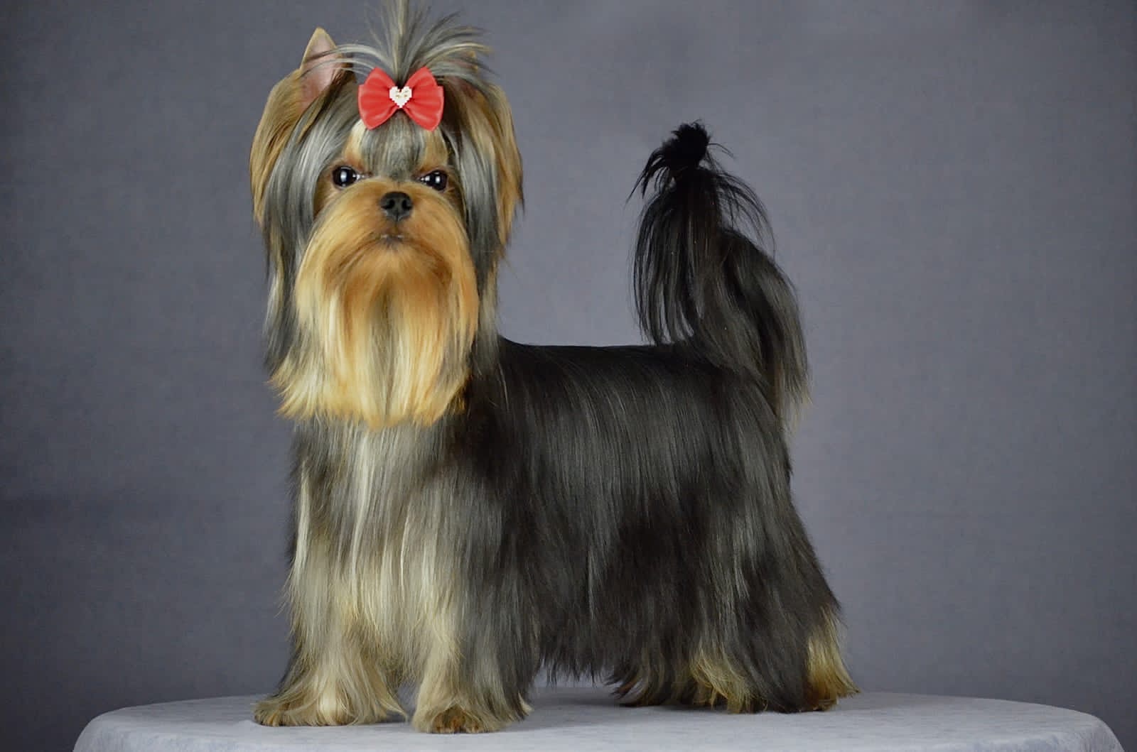 Primavera Incanta PRIMAVERA INCANTA IDEALISTA &mdash; Labaza DogPedigree YorkshireTerrier
