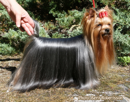 Zue Doggy-Booms Zue Doggy-Booms Hot-Headed Charm &mdash; Labaza DogPedigree YorkshireTerrier