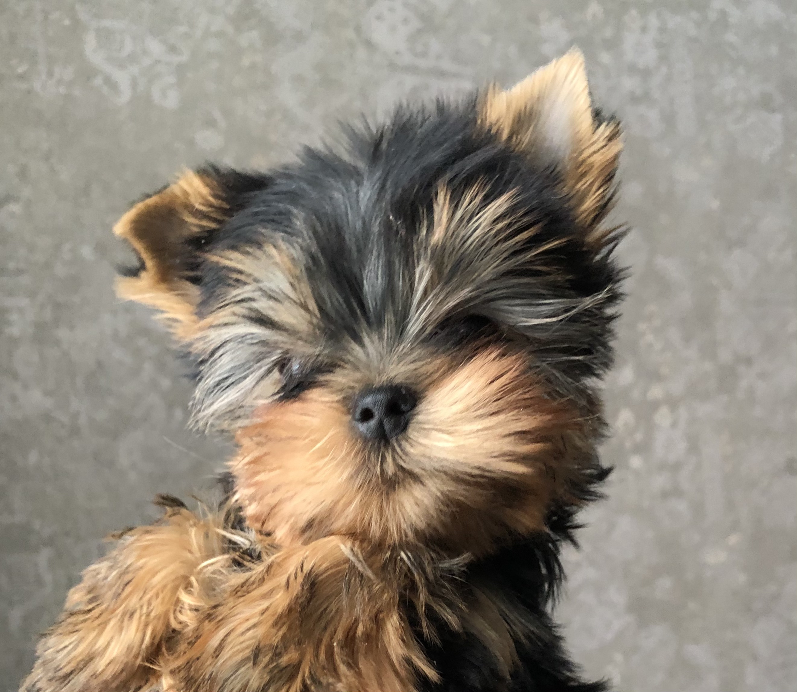 DEANJE DEANJE AMAZING SWEET DREAMS &mdash; Labaza DogPedigree YorkshireTerrier