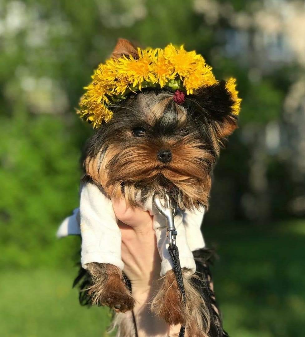 Primavera Incanta Primavera Incanta Romina &mdash; Labaza DogPedigree YorkshireTerrier