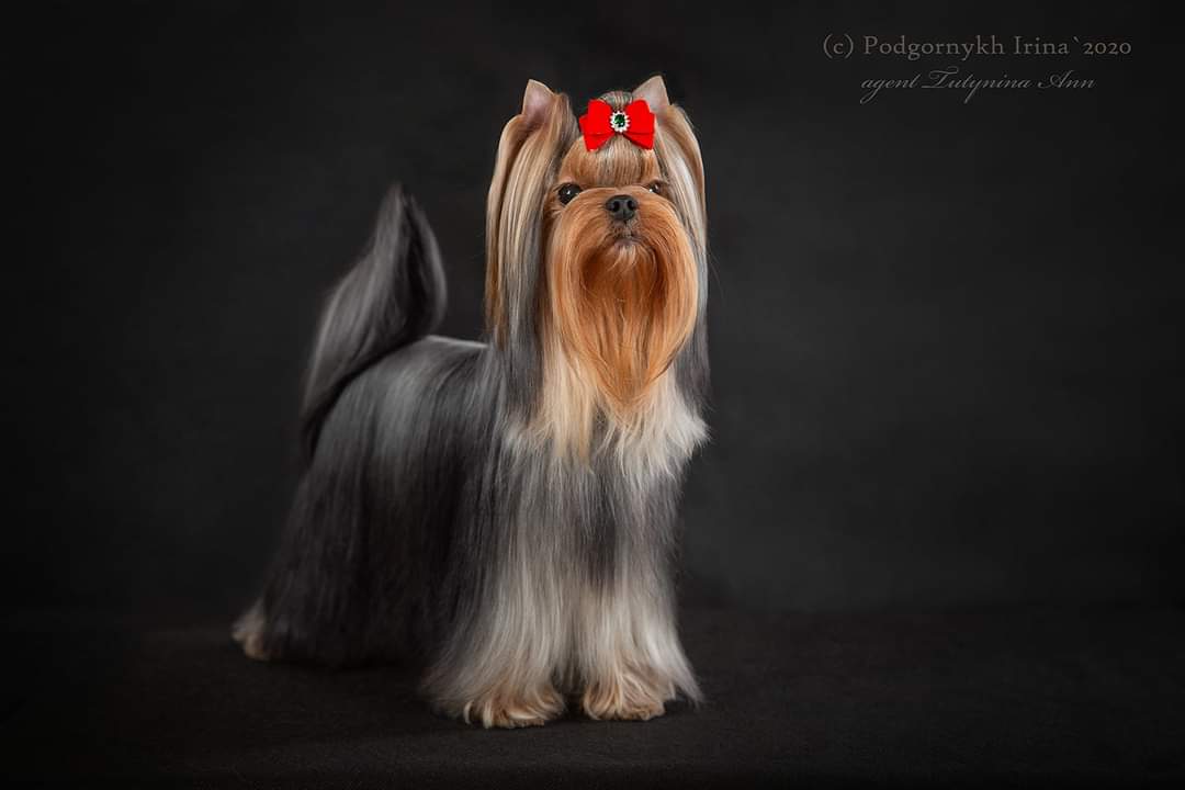 Laranta Laranta Double Take &mdash; Labaza DogPedigree YorkshireTerrier