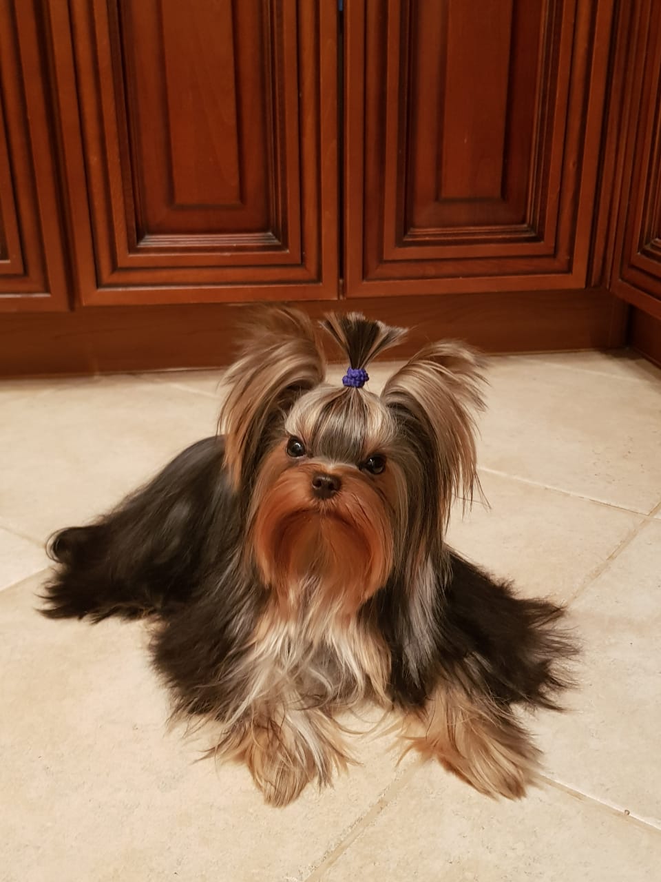 Laranta LARANTA PERFETTA KONFETTA &mdash; Labaza DogPedigree YorkshireTerrier