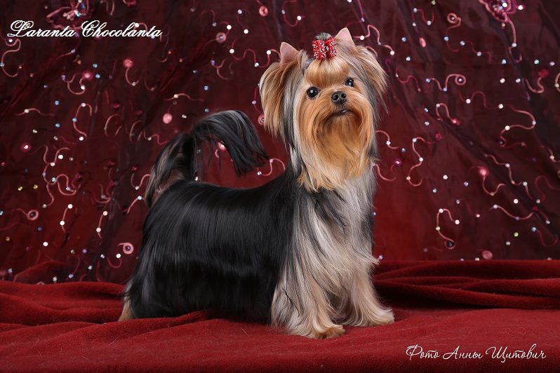 Laranta LARANTA CHOCOLANTA &mdash; Labaza DogPedigree YorkshireTerrier