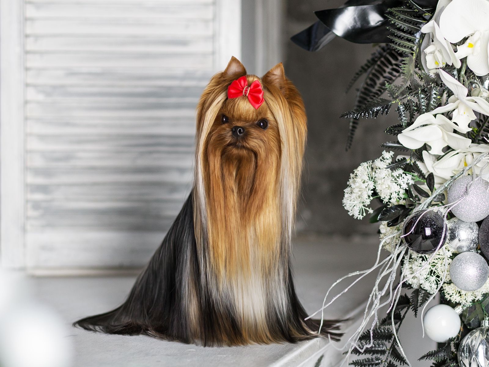 Primavera Incanta Primavera Incanta Romantica &mdash; Labaza DogPedigree YorkshireTerrier