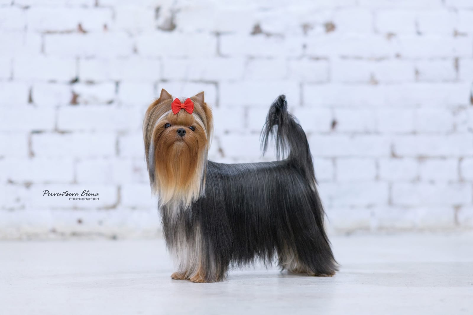 Laranta LARANTA MONTECCHI &mdash; Labaza DogPedigree YorkshireTerrier