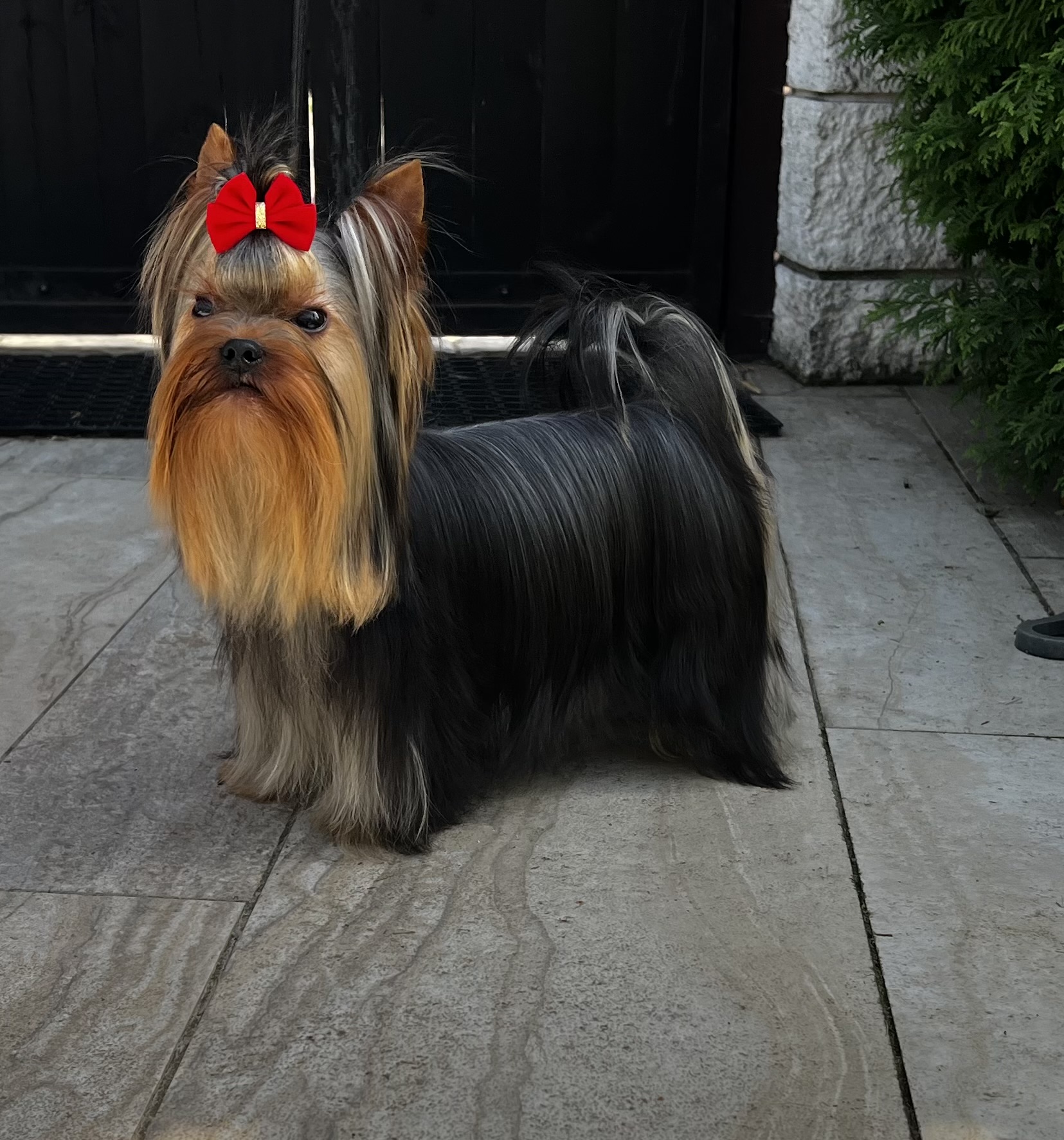 Sharm De Lux Bombshell Sharm De Lux &mdash; Labaza DogPedigree YorkshireTerrier