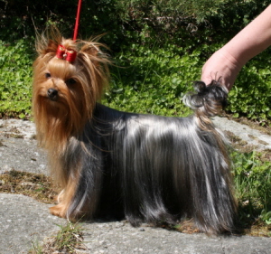Zue Doggy-Booms Zue Doggy-Booms Mini Madcap Flyhigh &mdash; Labaza DogPedigree YorkshireTerrier