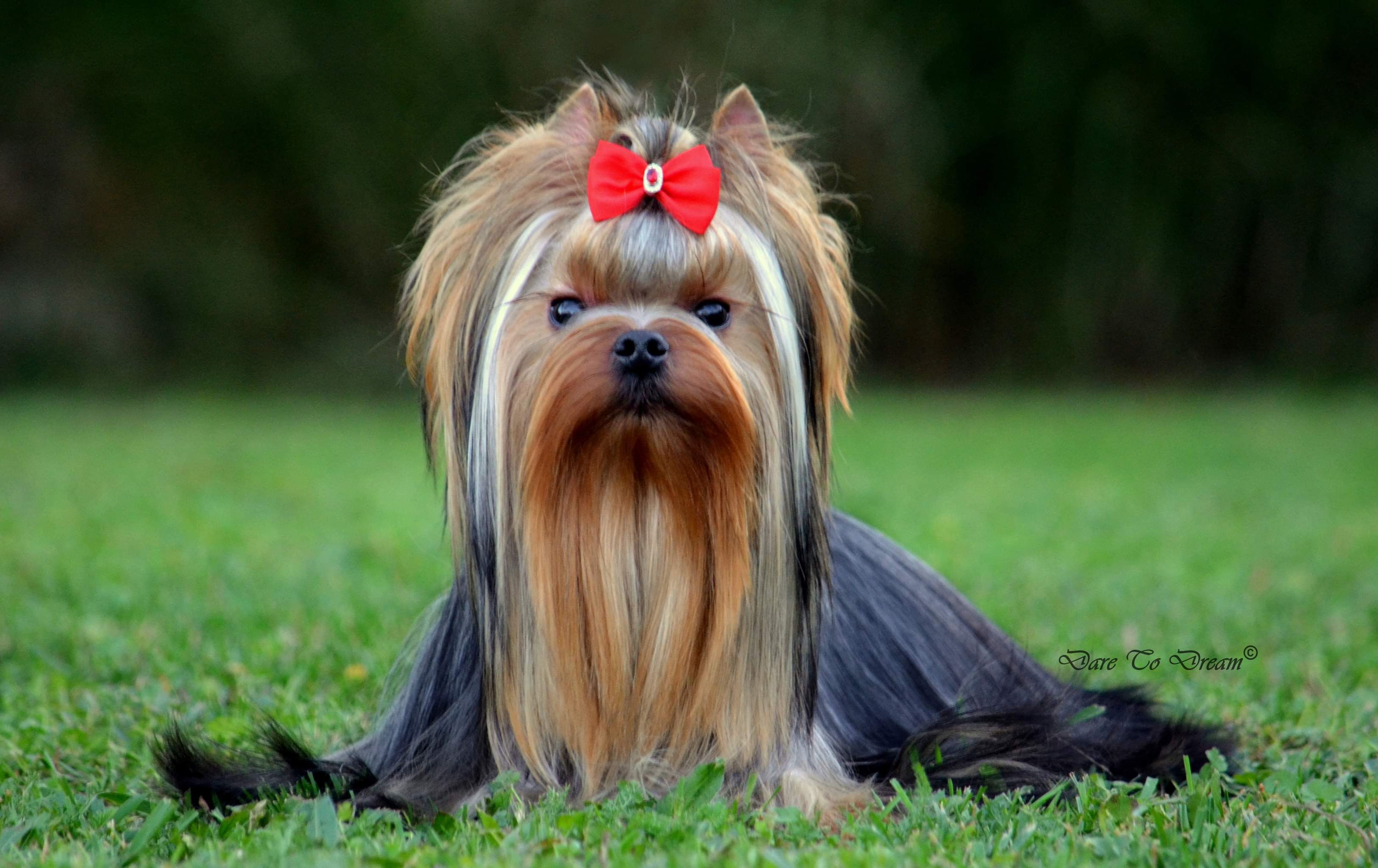 Sharm De Lux Bently Sharm De Lux &mdash; Labaza DogPedigree YorkshireTerrier